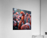 Flamingo Squad Acrylic Print