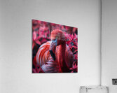Beauty Flamingo Acrylic Print