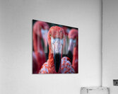 Lovely Flamingo Acrylic Print