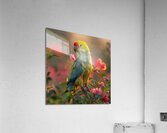 Lovely Parrot Acrylic Print