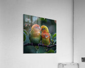 Romantic Lovebird Acrylic Print
