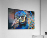 Gorgeous Peacock Acrylic Print