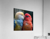 Sweet Lovebird Acrylic Print