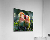 Caring Lovebird Acrylic Print