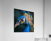 Vivid Peacock Acrylic Print