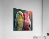 Happy Lovebird Acrylic Print