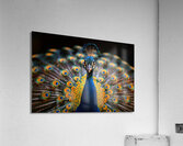 Showy Peacock Acrylic Print
