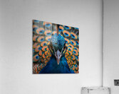Captivating Peacock Acrylic Print