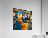 Macaw Eyes Acrylic Print