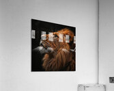 Glorious Lion Acrylic Print