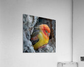Sleepy Lovebird Acrylic Print