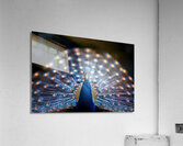 Ethereal Peacock Acrylic Print
