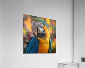 Breathtaking Macaw Acrylic Print