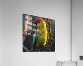 Bright Parrot Acrylic Print