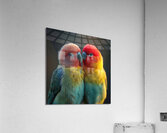 Gentle Lovebird Acrylic Print