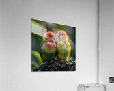 Melodic Lovebird Acrylic Print