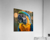 Grand Macaw Acrylic Print