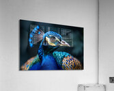 Grand Peacock Acrylic Print