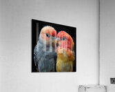 Peaceful Lovebird Acrylic Print