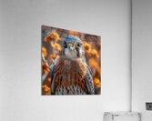 Breathtaking Quail Acrylic Print
