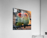 Tender Lovebird Acrylic Print
