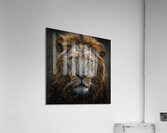 Vigilant Lion Acrylic Print