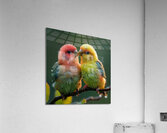 Bonded Lovebird Acrylic Print