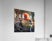 Pretty Love Bird Acrylic Print