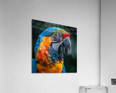 Fluffy Macaw Acrylic Print