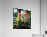 Bubbly Lovebird Acrylic Print