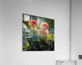 Cupid Lovebird Acrylic Print