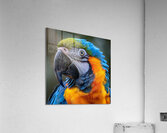 Macaw Eye Acrylic Print