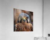 Quail Acrylic Print