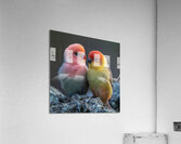 Sweet Couple Acrylic Print