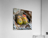 Devoted Lovebirds Acrylic Print