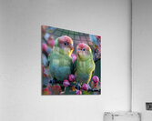 Love Birds Acrylic Print