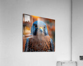 Majestic Quail  Acrylic Print