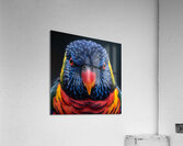 Lorikeet Acrylic Print