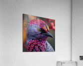 Vibrant Bird Acrylic Print