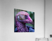 Purple Bird Beak Acrylic Print