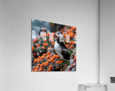 Fluffy Puffin Acrylic Print