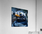 Arctic Harmony Penguin Acrylic Print