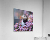 Puffin Beak Acrylic Print