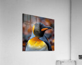 Southern Penguin Acrylic Print