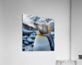 Fairy Penguin Acrylic Print
