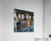 Charm Quail Bird Acrylic Print