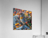 Adorable Quail Bird Acrylic Print
