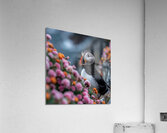 Northern Puffin Acrylic Print