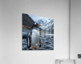 Antarctic Penguin Acrylic Print