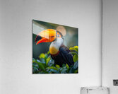 Breathtaking Toucan Acrylic Print